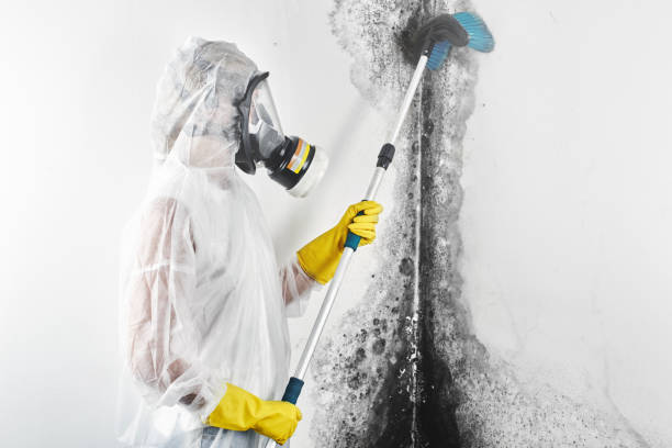 Mold Remediation for Vacation Homes