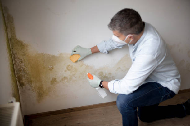 Reliable Baden, PA Mold Removal Solutions